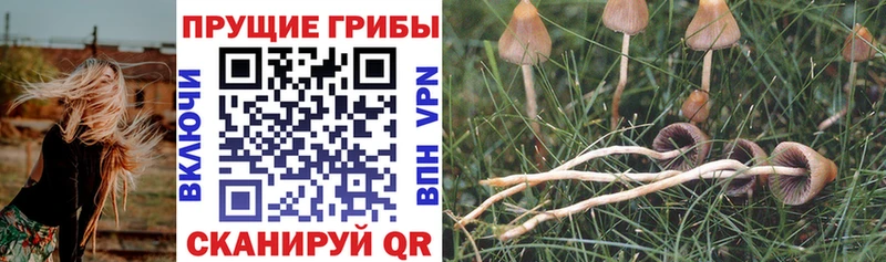 Псилоцибиновые грибы Cubensis Тетюши